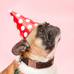 Chapéus / Máscaras