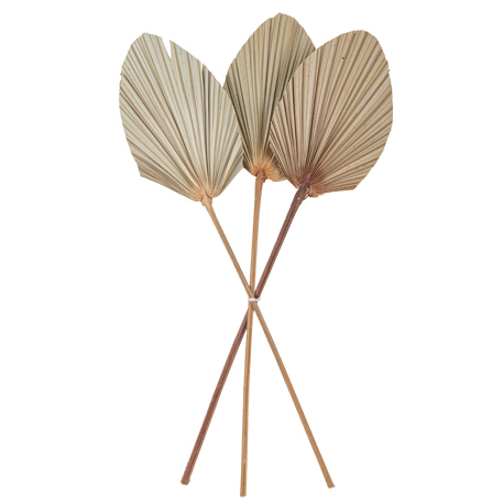 3 Folhas de Palmeira secas naturais 60x15cm