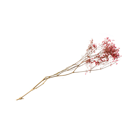 Bouquet de Gipsófilos secos Rosa 25g / 80cm