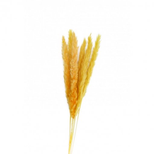 6 Flores Naturais Pampas 65-75cm Mostarda